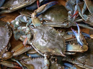 blue swimming crab