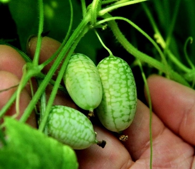 thumb watermelon