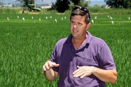 rice farmers