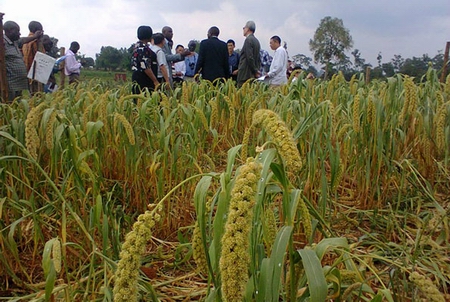 foxtail millet