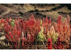 organic Quinoa excellent quality