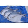 Silver Pomfret