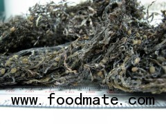 Sargassum seaweed