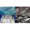 Sardines Pilchardus whole or HGT