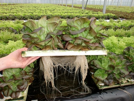 Aquaponic crop with water restructured by "TAPANI AGROX"