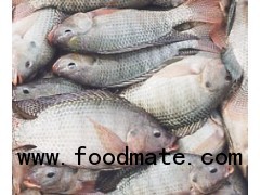 Tilapia