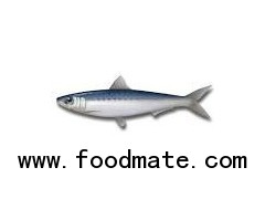 sardine