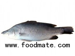 Barramundi