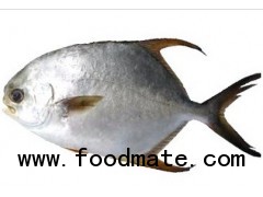 Golden Pomfret