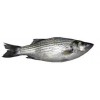 Striped Bass