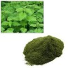 Nettle Extract