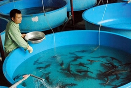 fish farming