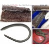 Shortfinned Reef Eel