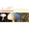 white mushroom