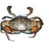 Live Mud Crab (Scylla Serrata).