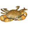 Live Mud Crab