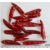 red hot new generation chilli