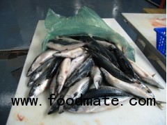Norway mackerel