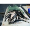Norway mackerel
