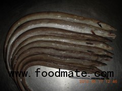 Frozen Conger Eel fish