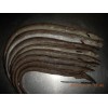 Frozen Conger Eel fish