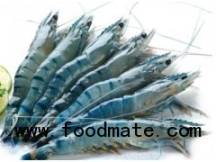 HOSO Black Tiger Shrimp