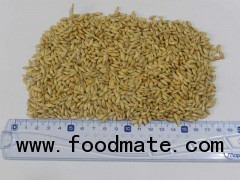 Feed barley