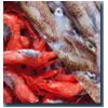 Frozen seafood - squid, shrimp, crabs, ray, octopus, sea cucumber