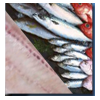 Frozen fish - hake, croaker, salmon, mackerel and others