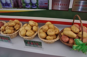  World Potato Congress