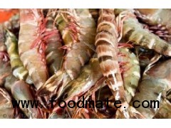 Tiger Prawns