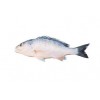 Silvery Black Seabream