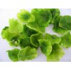 Dehydrated Lettuce