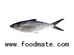 Milkfish