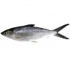 Milkfish