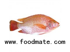 Red Tilapia