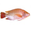 Red Tilapia