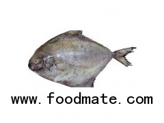 Black Pomfret