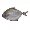 Black Pomfret