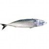 Pacific Mackerel