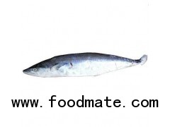 Spanish Mackerel, King Fish, Seer Fish