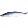 Spanish Mackerel, King Fish, Seer Fish