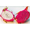 dragon fruit