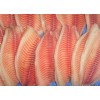 Frozen Tilapia Fillet Boneless Skinless with CO treated