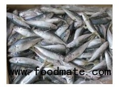 Frozen Horse Mackerel Fish