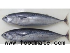 Bullet Tuna