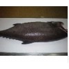 fresh Oilfish