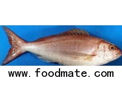 Fresh Swordfish