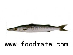 Barracuda ( Giant sea pike)