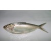 DEEP BODIED SARDINELLA